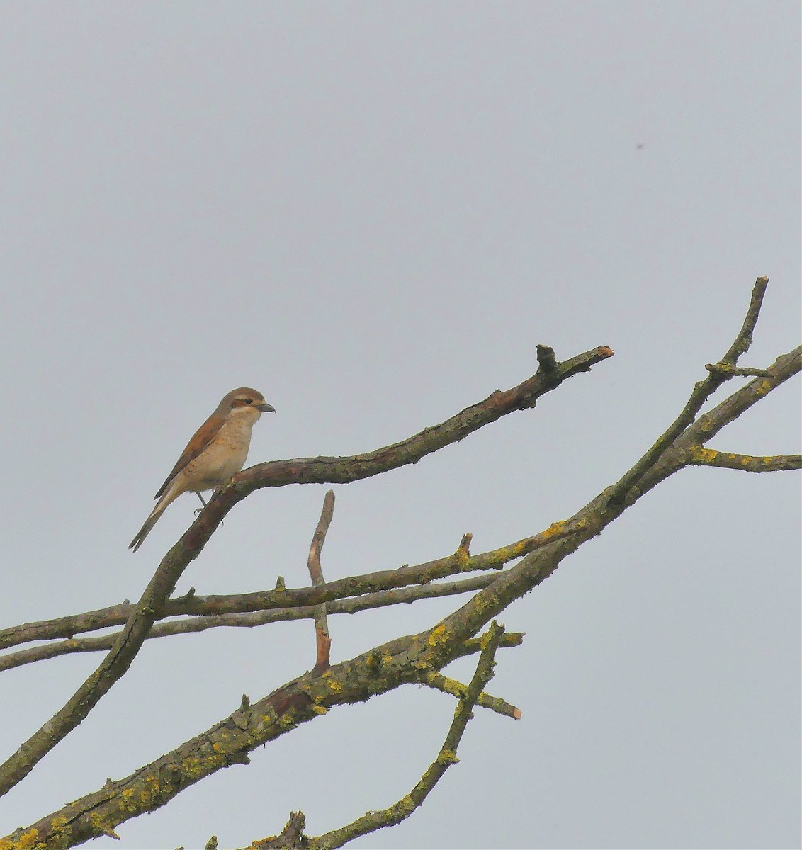 Red-backed Shrike - Daniele Prunotto