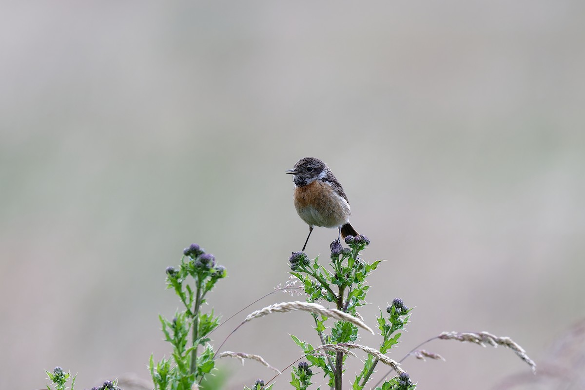 European Stonechat - ML620612691