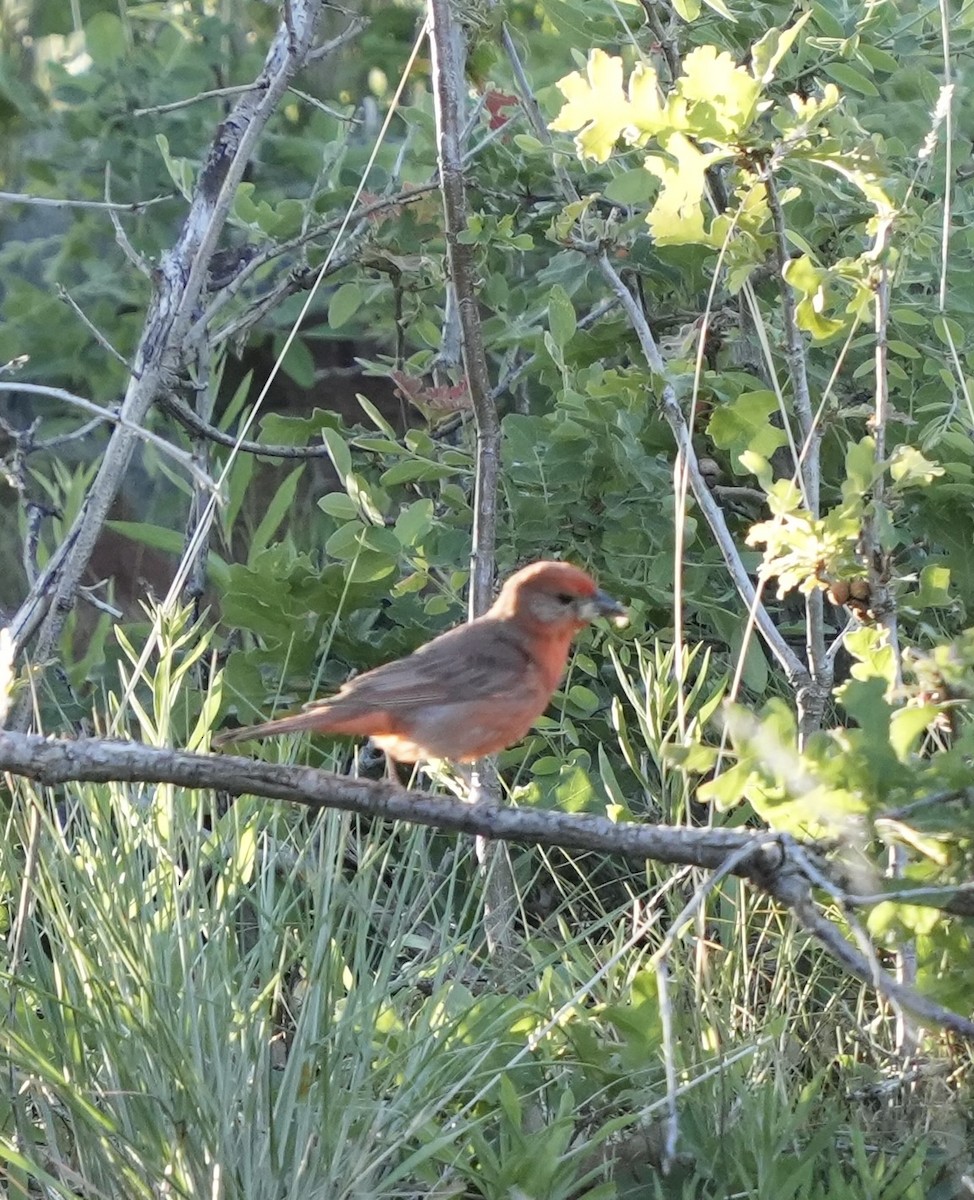 Hepatic Tanager (Northern) - ML620612693