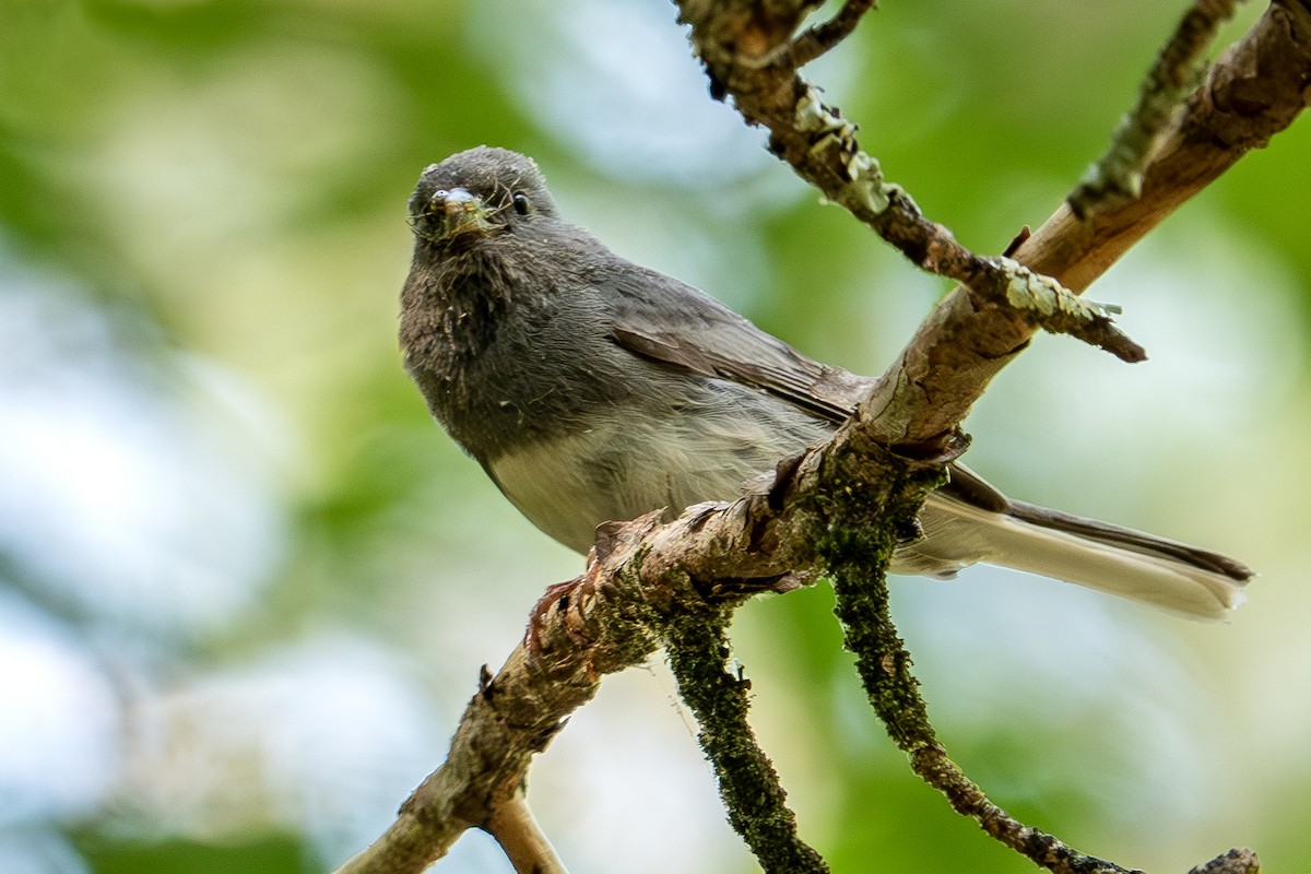 Dark-eyed Junco - ML620612694