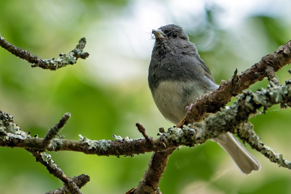 Junco ardoisé - ML620612695