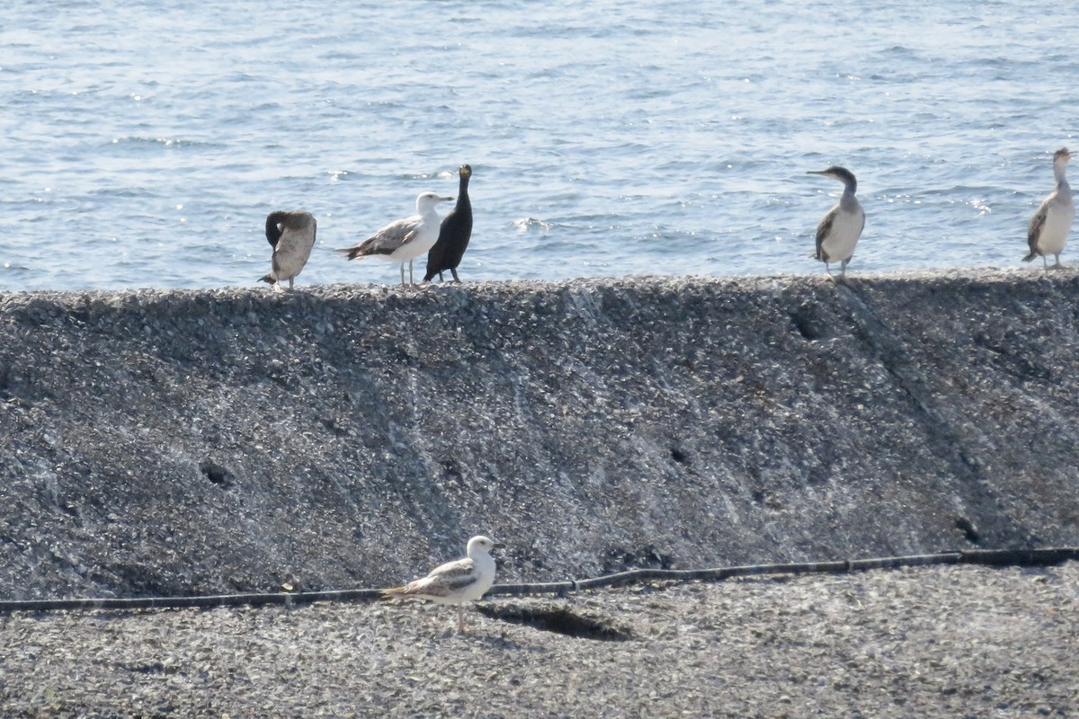 Cormorán Moñudo - ML620612697