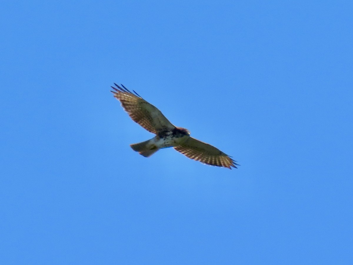 White-throated Hawk - Daniel Arias-Cruzatty