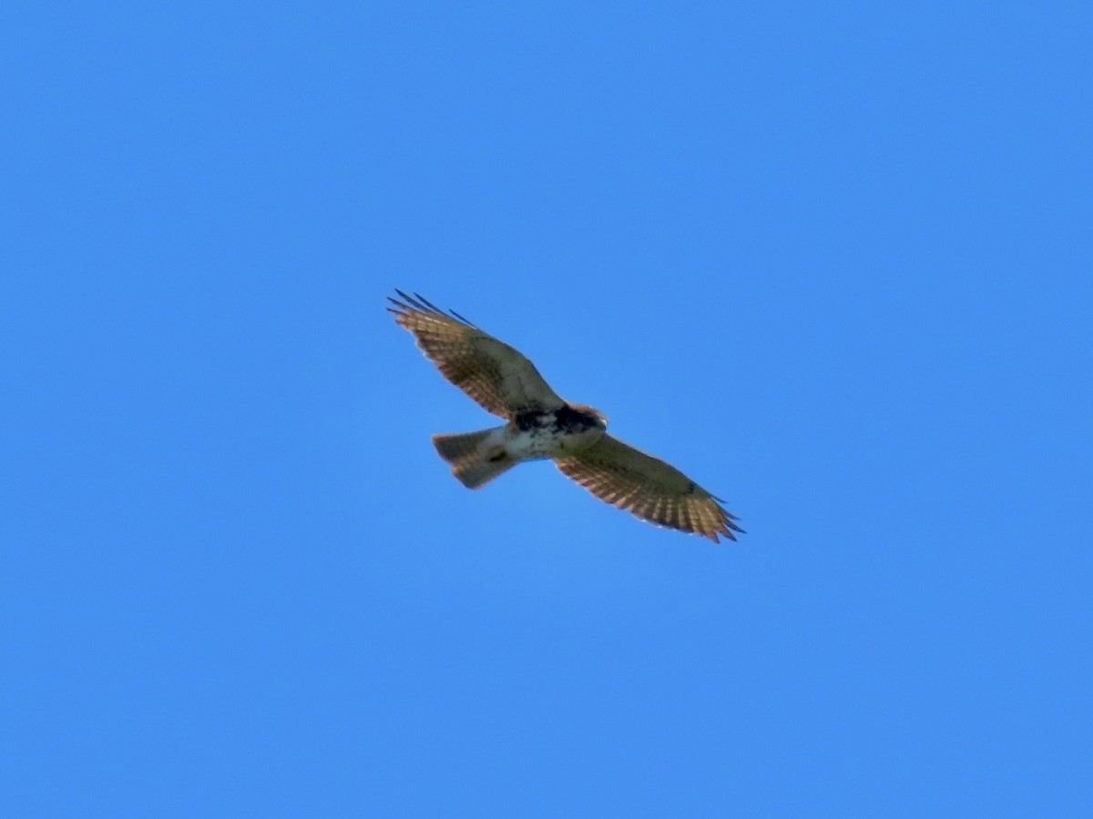 White-throated Hawk - ML620612701