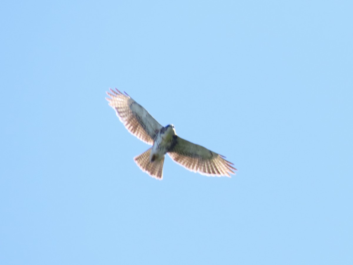 White-throated Hawk - ML620612702