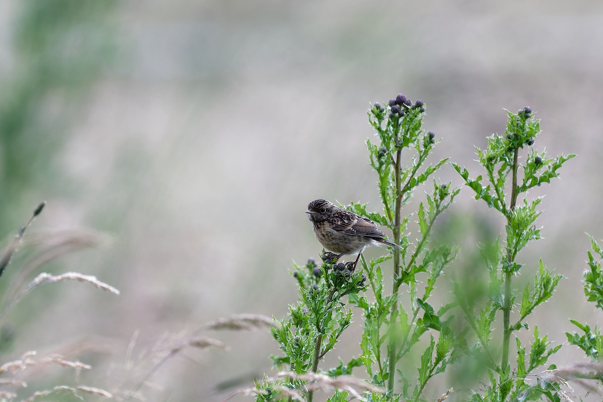 European Stonechat - ML620612704