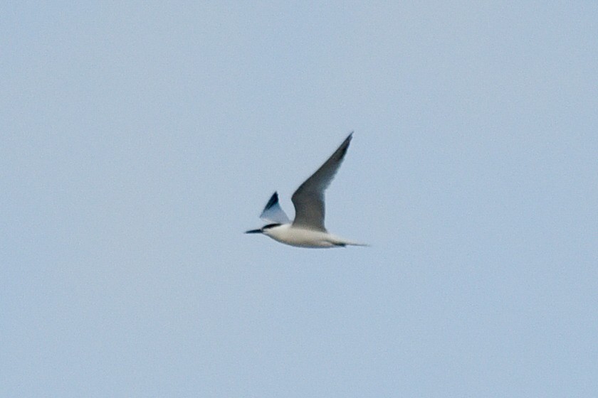 Sandwich Tern - ML620612705