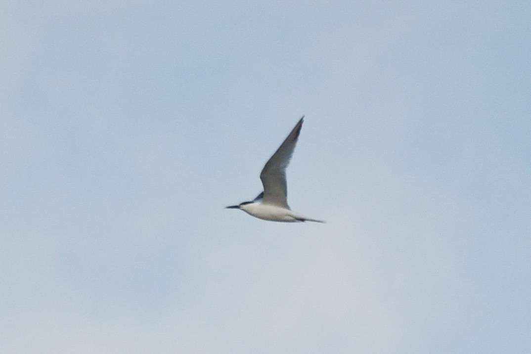 Sandwich Tern - ML620612706