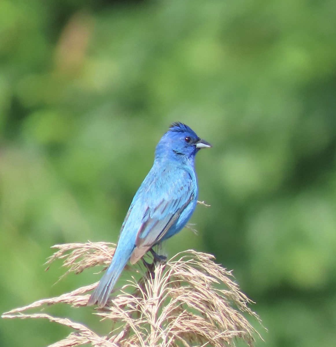 Indigo Bunting - ML620612707