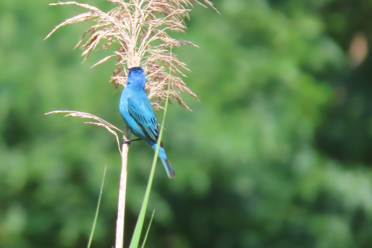 Indigo Bunting - ML620612708