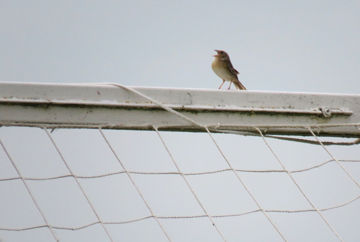 Grasshopper Sparrow - ML620612709