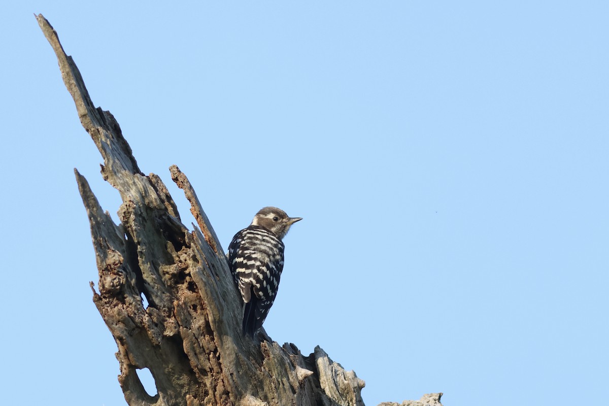 Japanese Pygmy Woodpecker - ML620612710