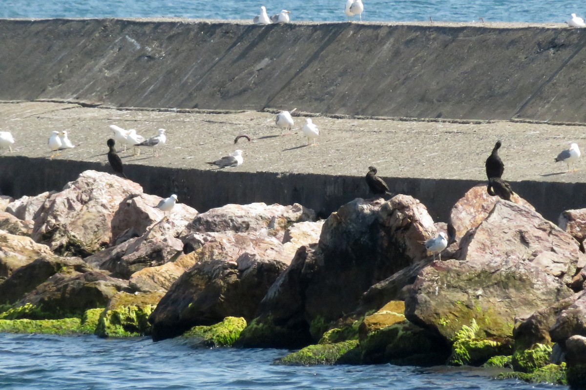 Cormorán Moñudo - ML620612711