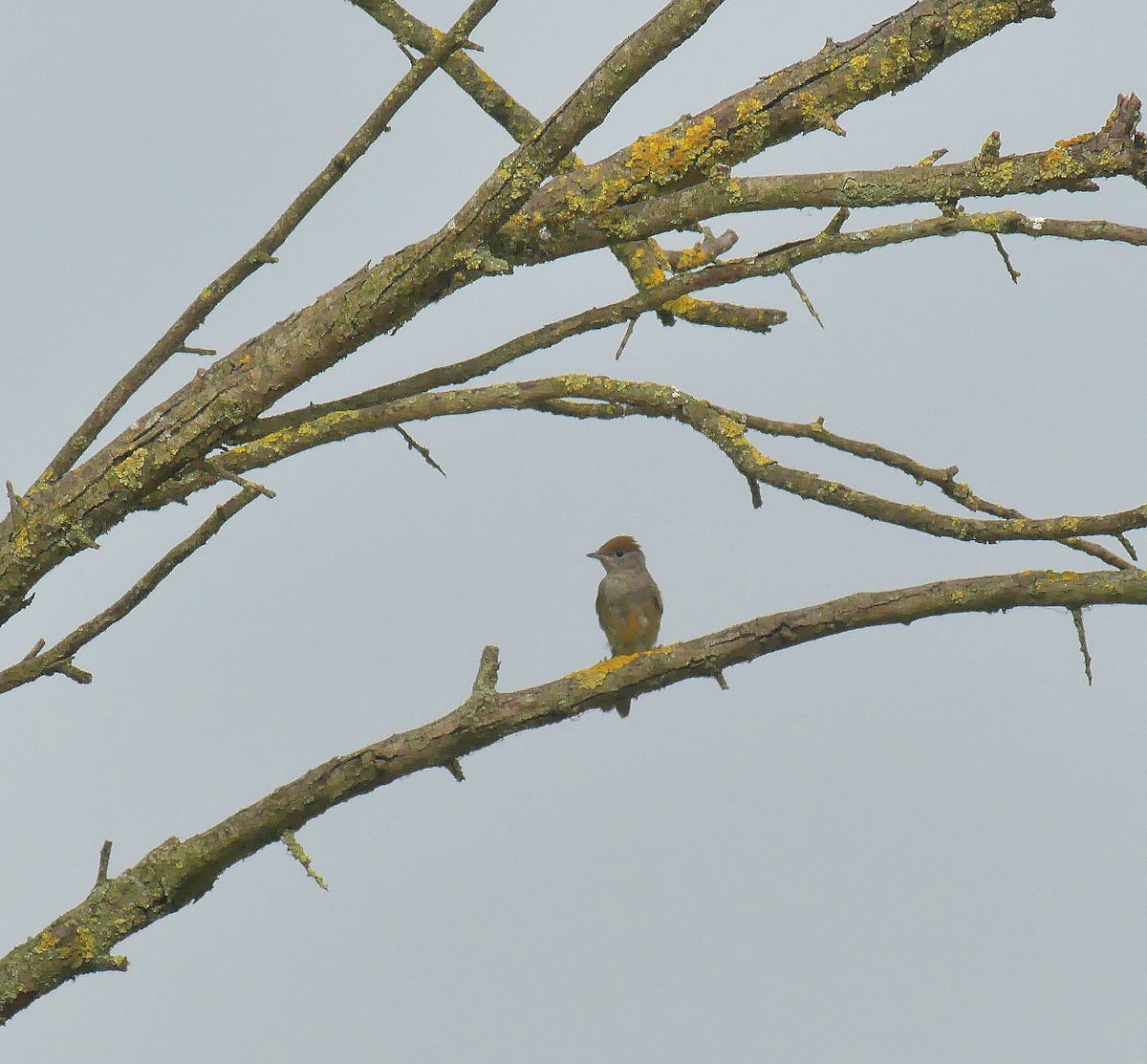 Eurasian Blackcap - ML620612712