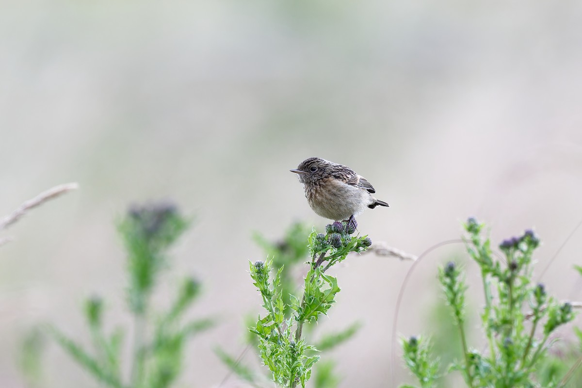 European Stonechat - ML620612713