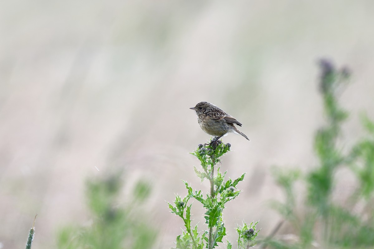 European Stonechat - ML620612714