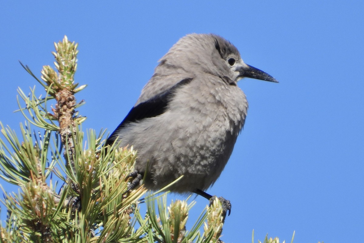 Clark's Nutcracker - ML620612716