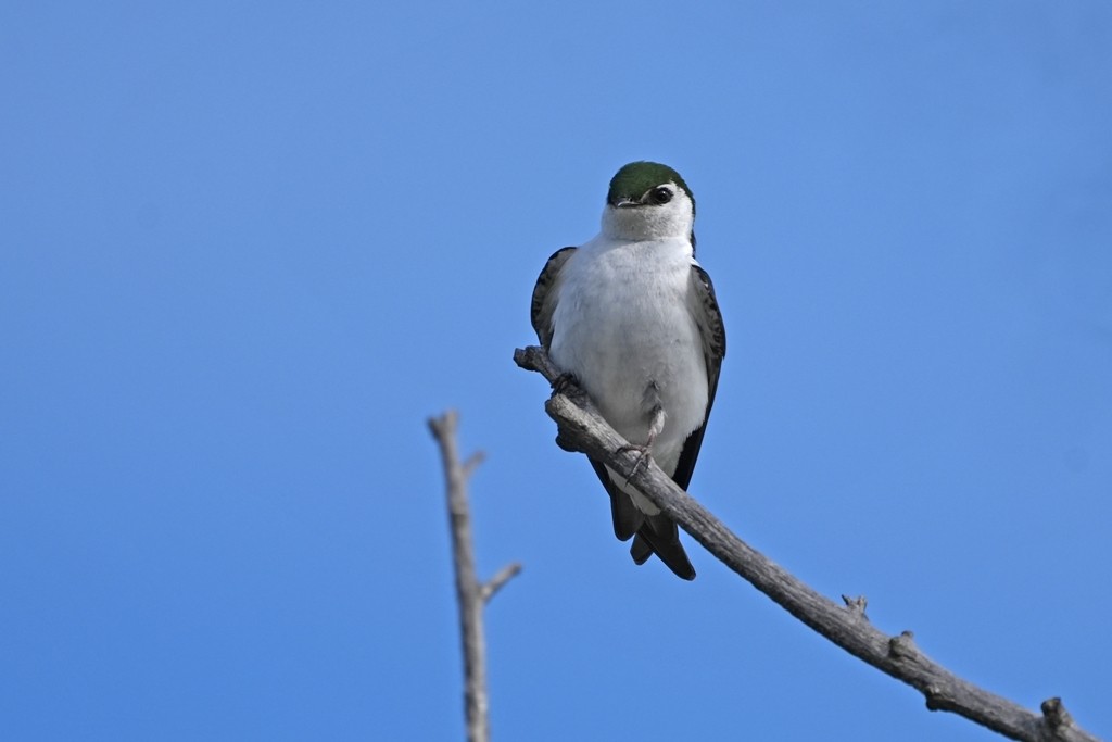 Violet-green Swallow - ML620612719