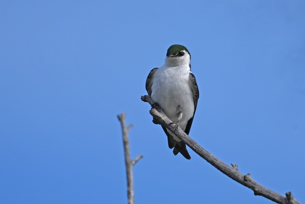 Hirondelle à face blanche - ML620612719