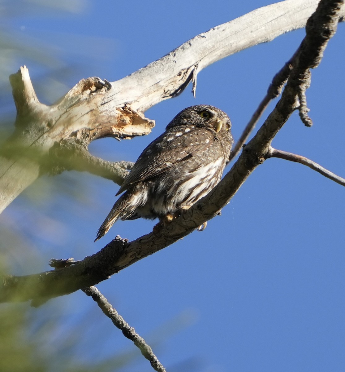 Northern Pygmy-Owl - ML620612720