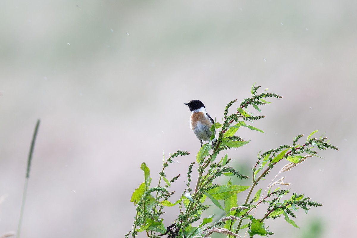 European Stonechat - ML620612721