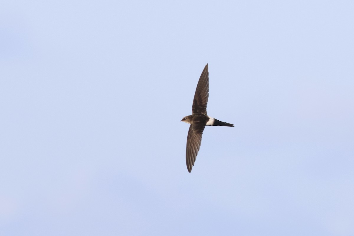 Pacific Swift - ML620612723