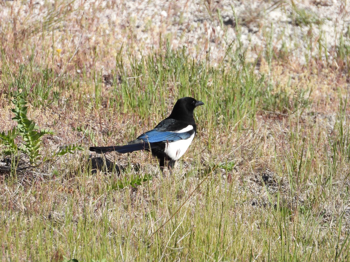 Black-billed Magpie - ML620612725