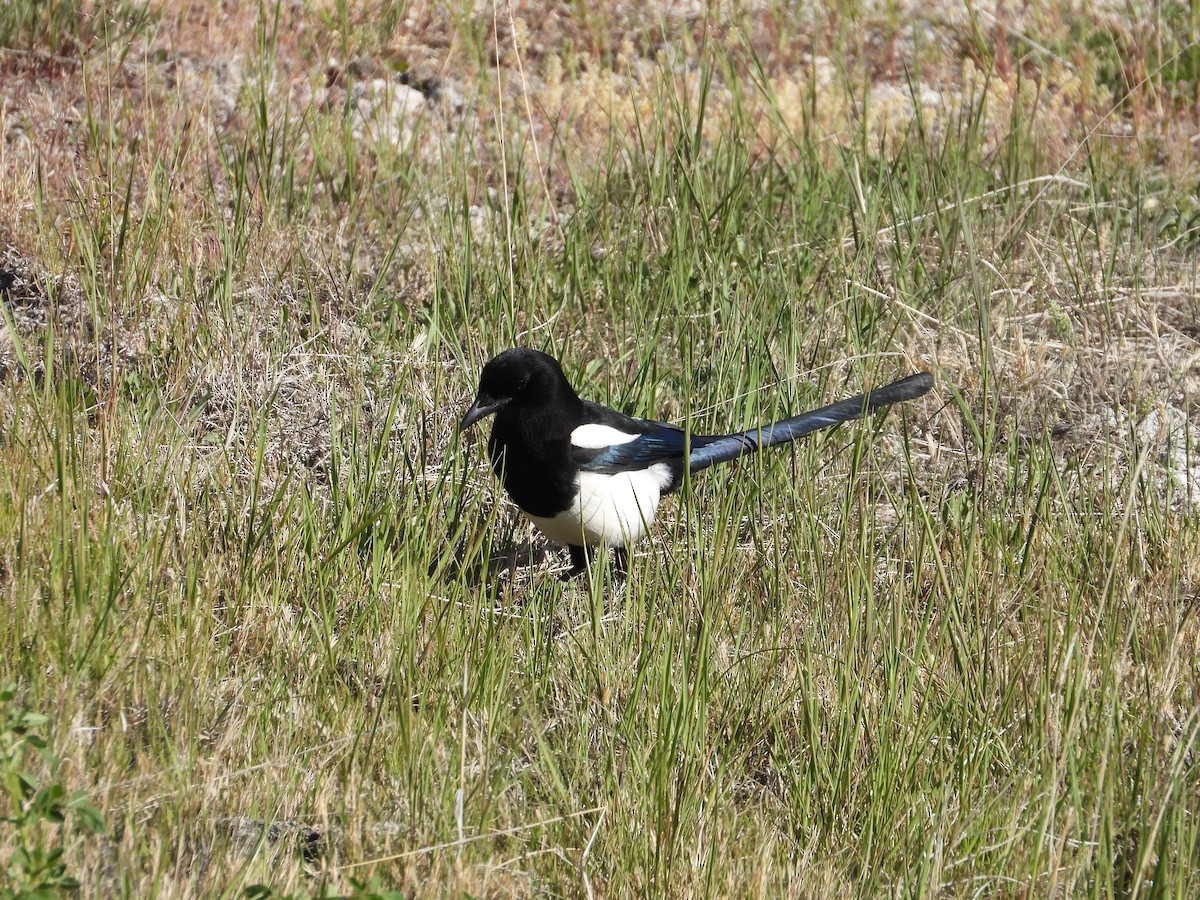 Black-billed Magpie - ML620612726