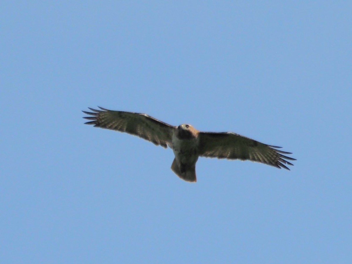 Red-tailed Hawk - ML620612729