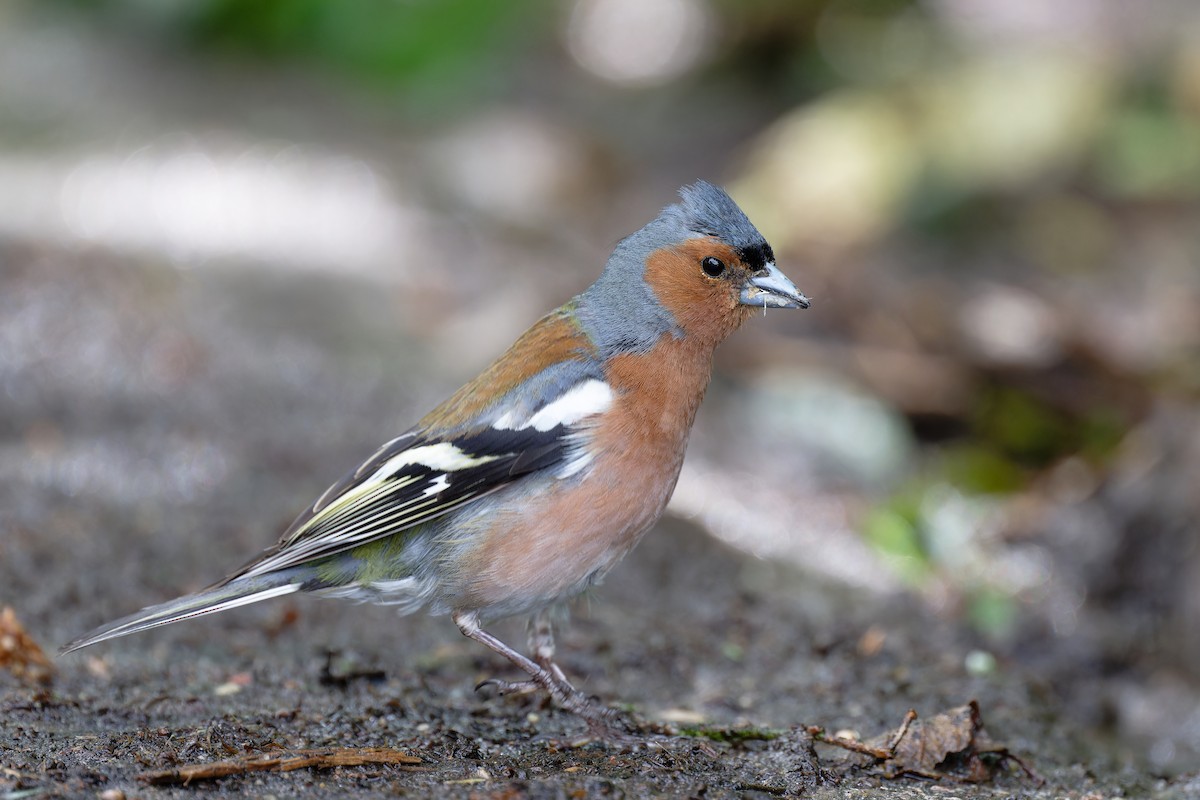 Common Chaffinch - ML620612734