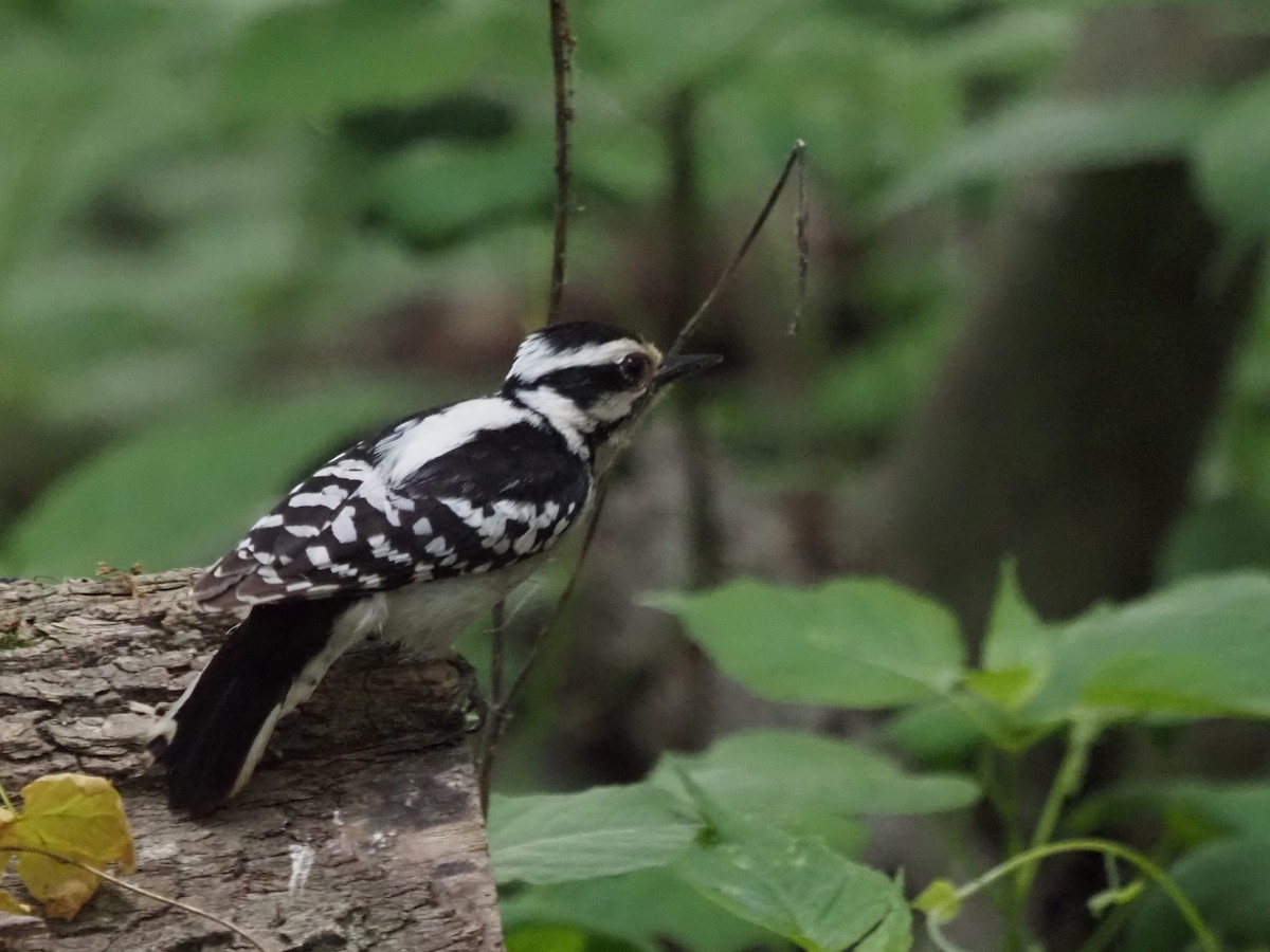 Downy Woodpecker - ML620612737