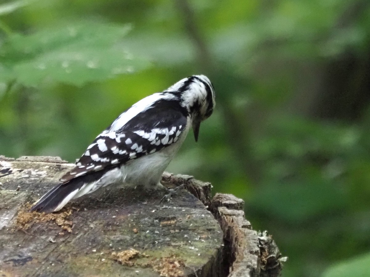 Downy Woodpecker - ML620612738