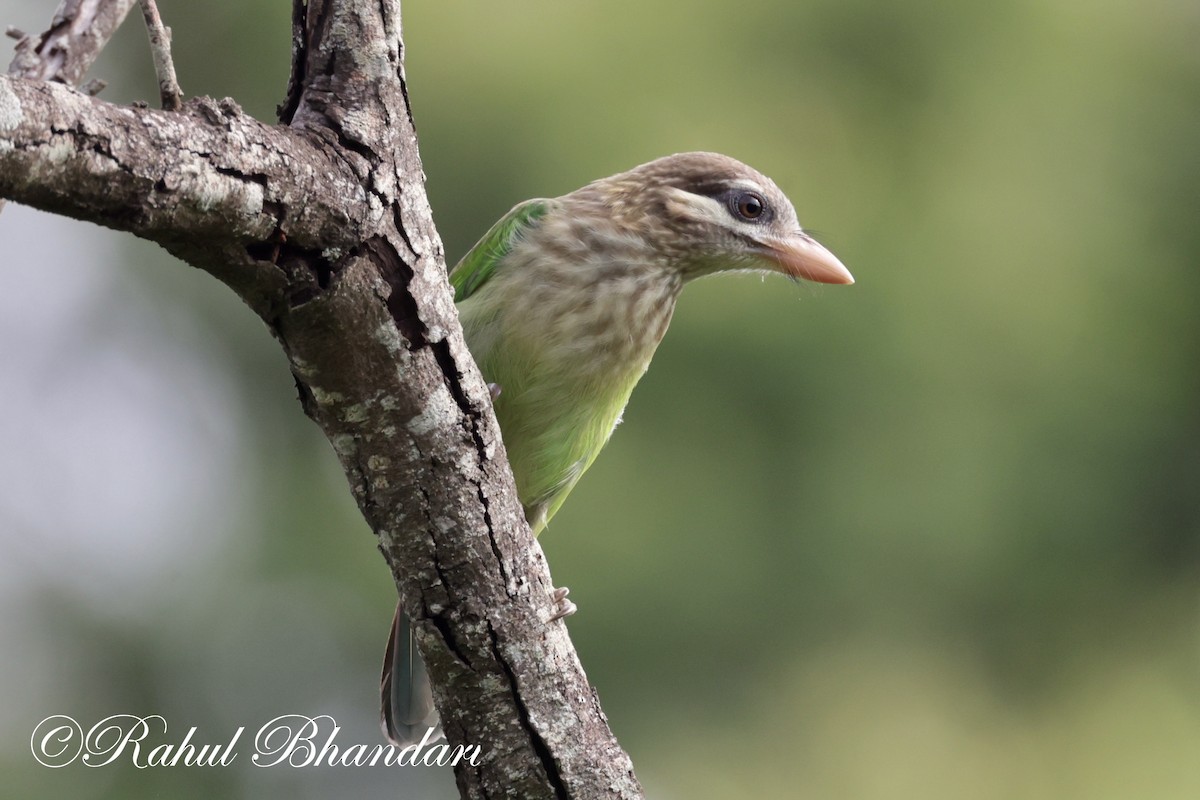 White-cheeked Barbet - ML620612749