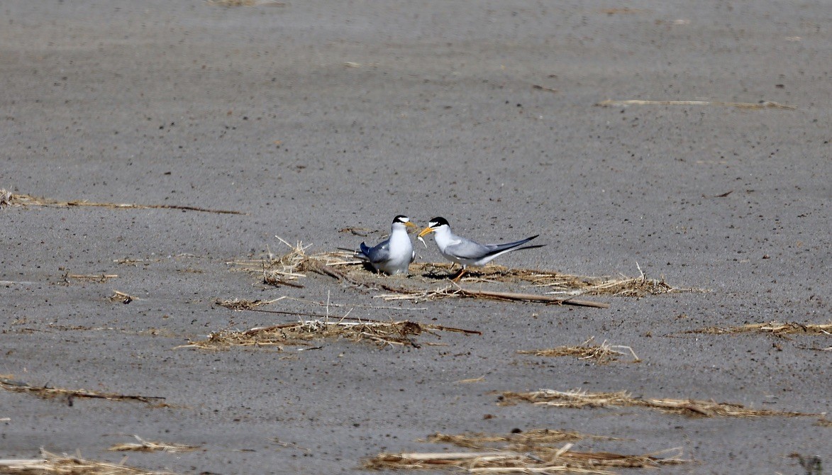 Least Tern - ML620612761