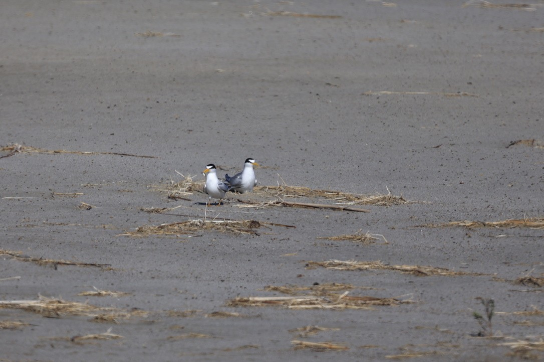 Least Tern - ML620612762