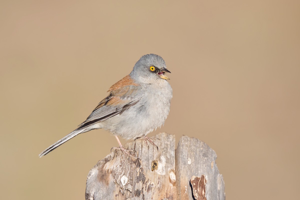 Yellow-eyed Junco - ML620612765