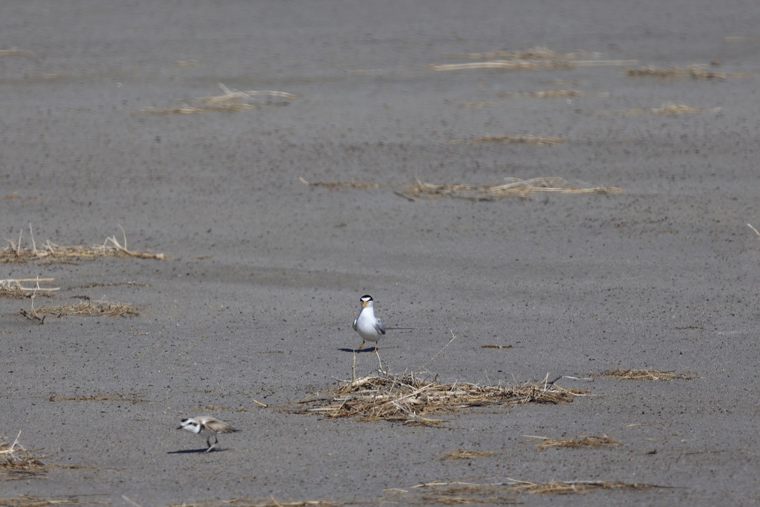 Least Tern - ML620612766