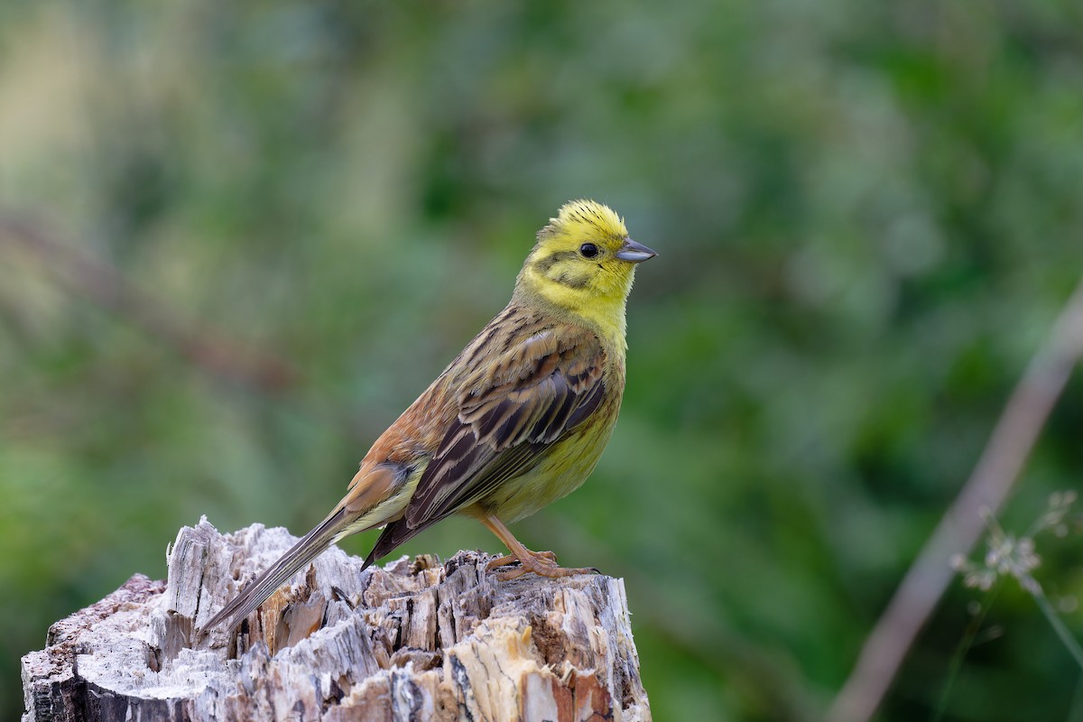 Yellowhammer - ML620612767