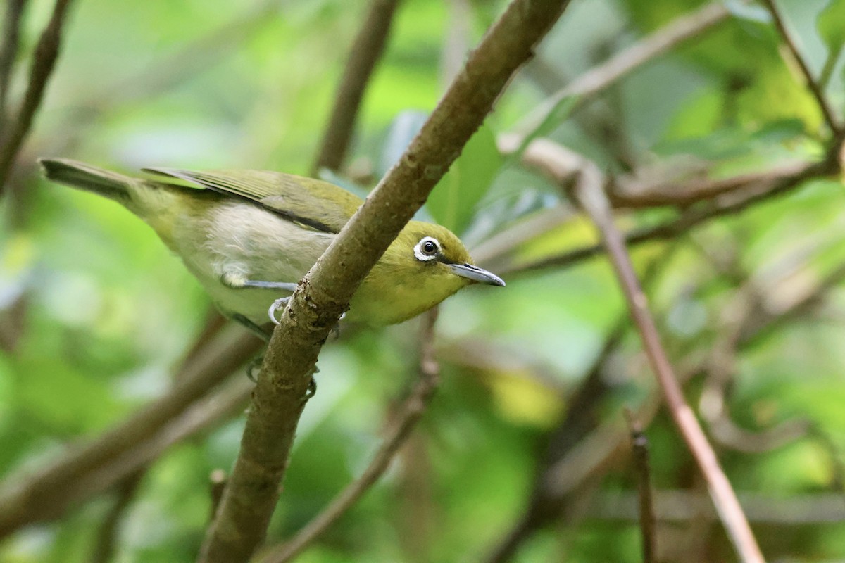 Warbling White-eye - ML620612768