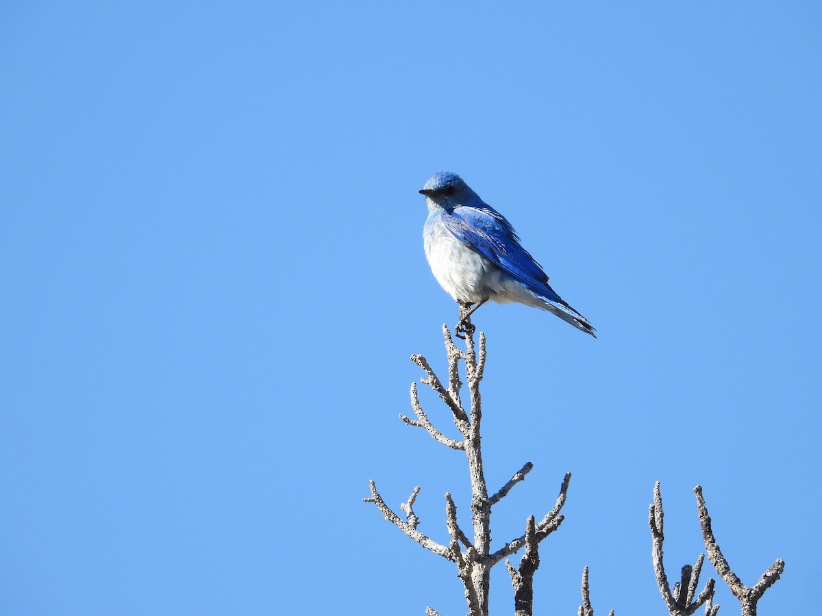 Mountain Bluebird - ML620612769