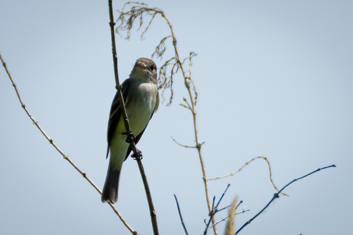 Willow Flycatcher - ML620612771