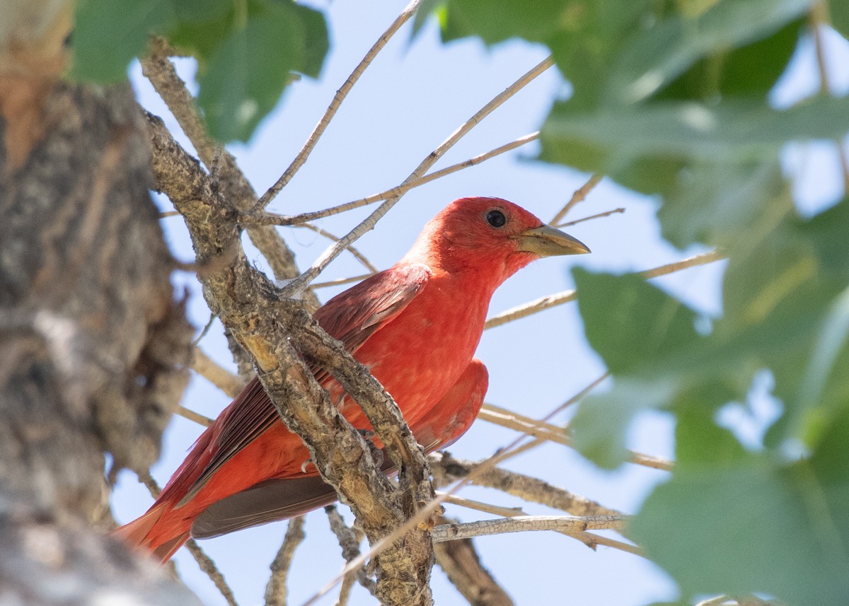 Summer Tanager - ML620612772