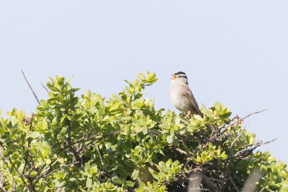 White-crowned Sparrow - ML620612774