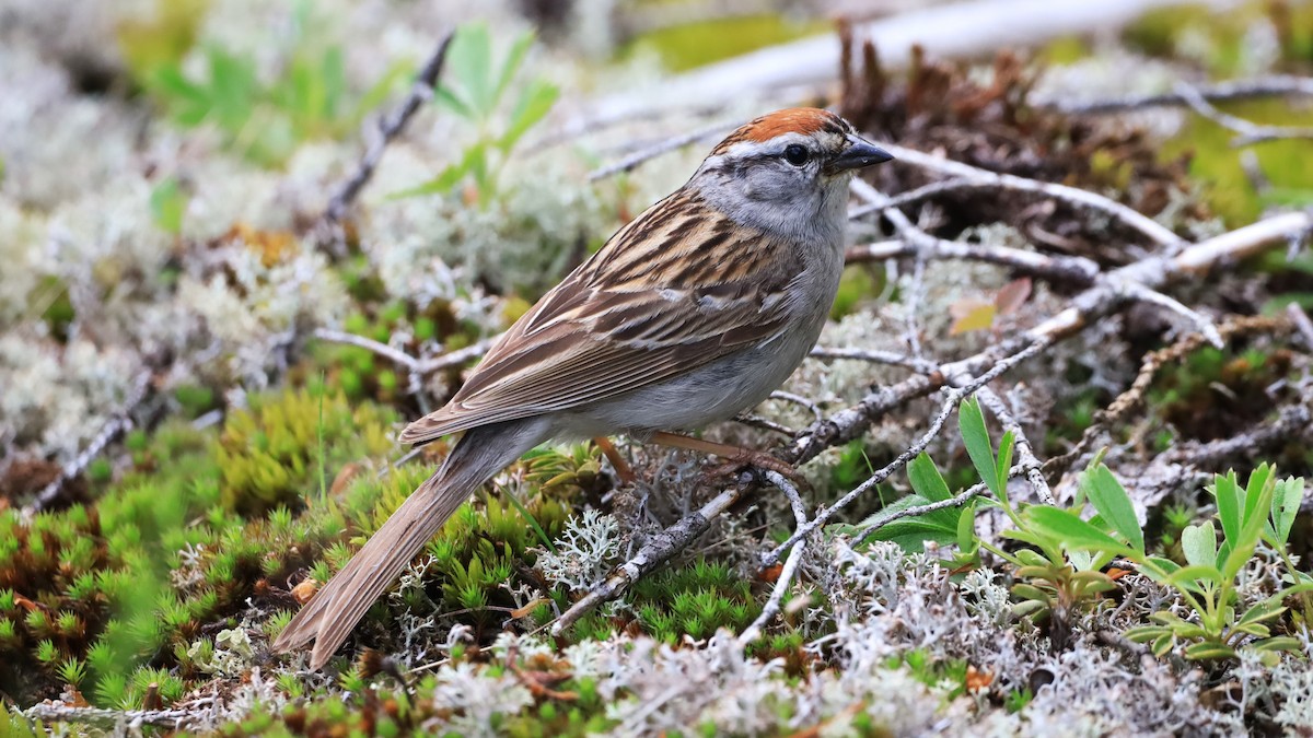 Chipping Sparrow - ML620612775