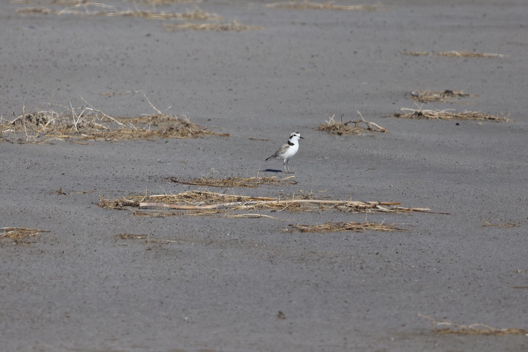 Snowy Plover - sandy berger