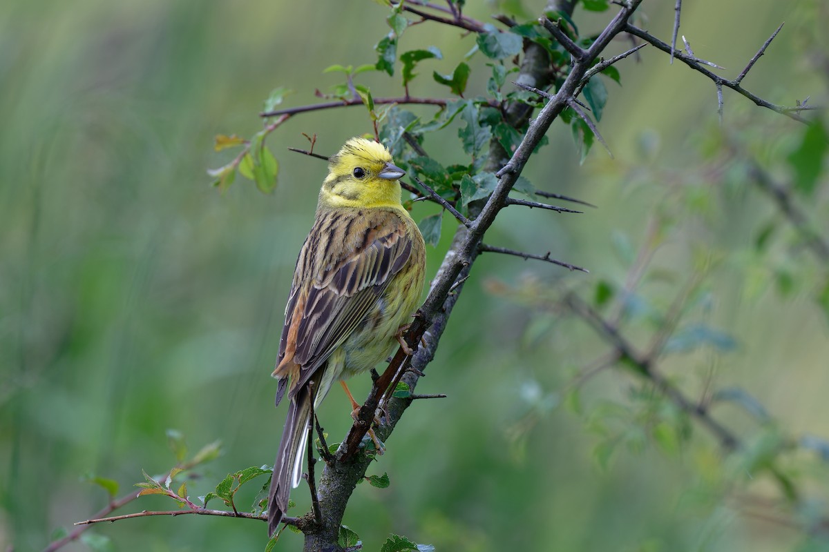 Yellowhammer - ML620612777