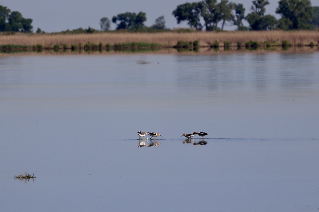 Avocette d'Amérique - ML620612779