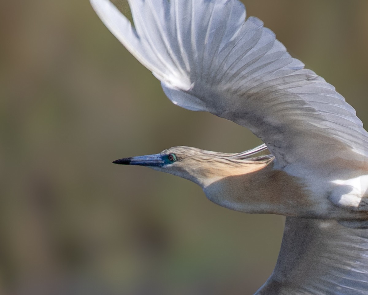 Squacco Heron - ML620612780