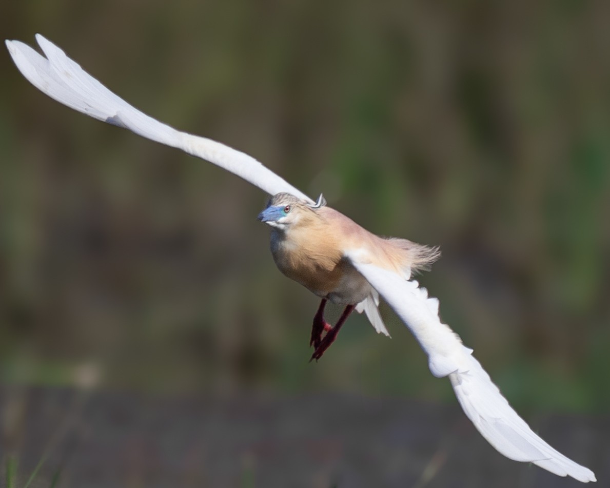 Squacco Heron - ML620612781