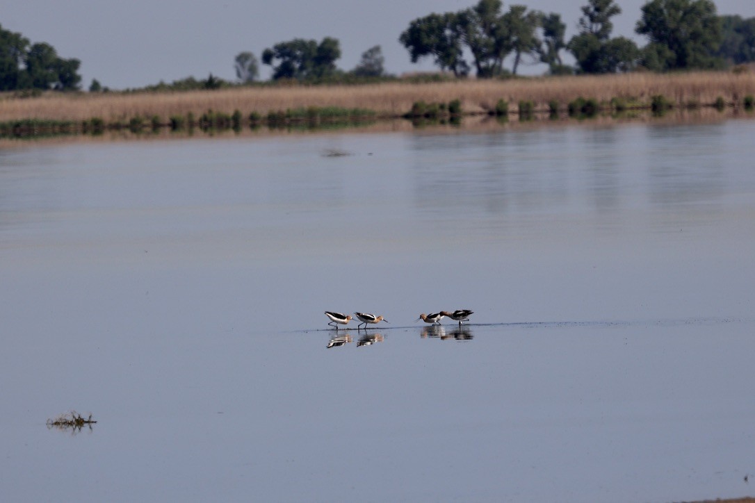 American Avocet - ML620612783